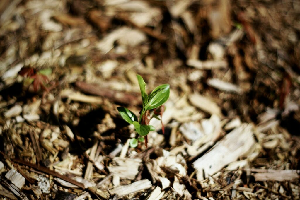 bark mulch