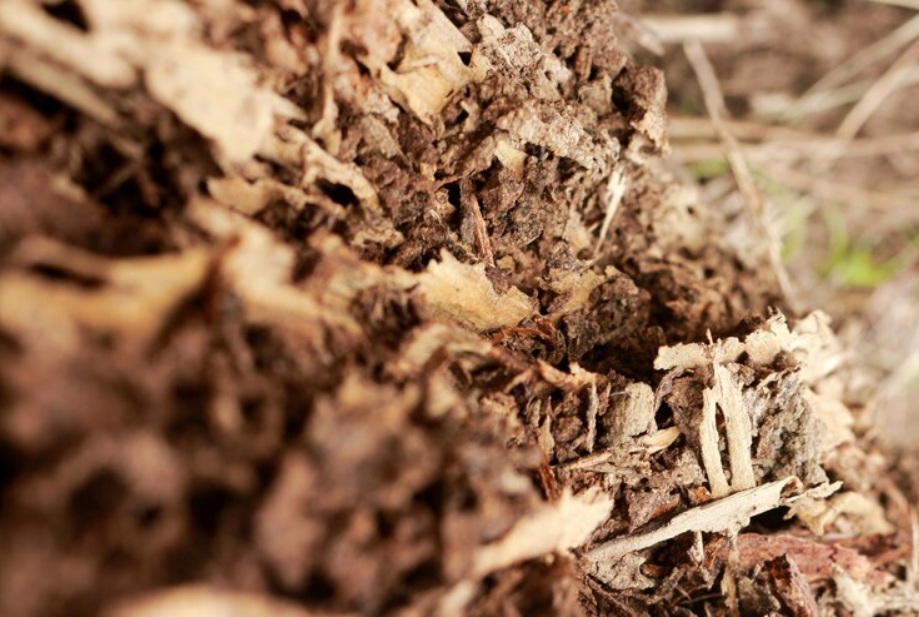 bark mulch