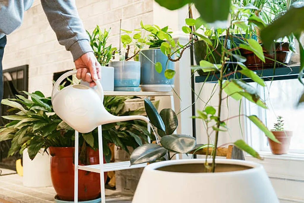 essential plant watering techniques you need to know today