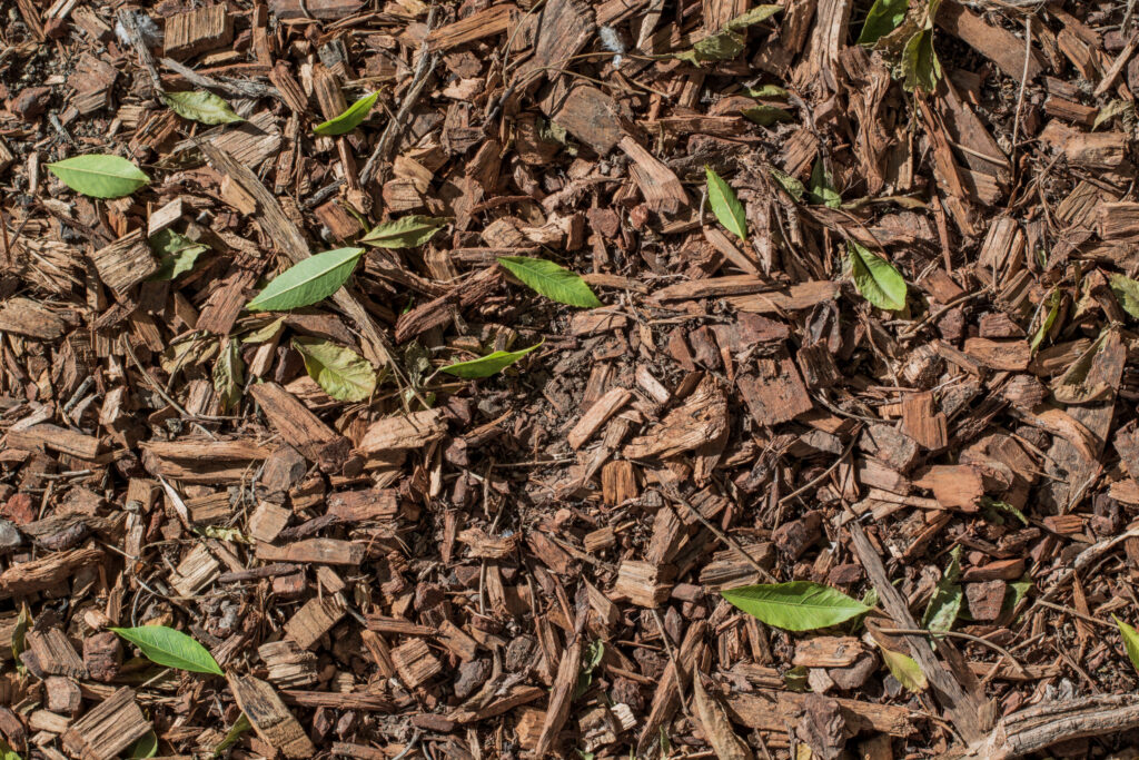 bark mulch